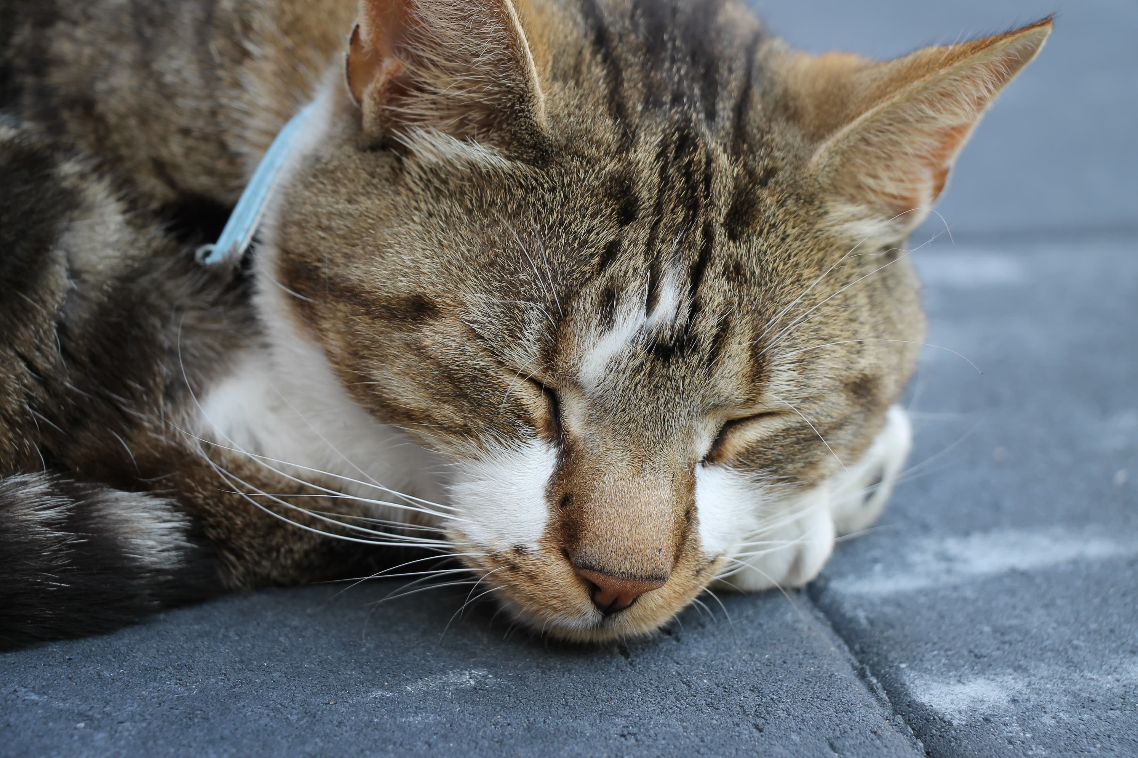 Starting picture for the Cat pack: Real photograph