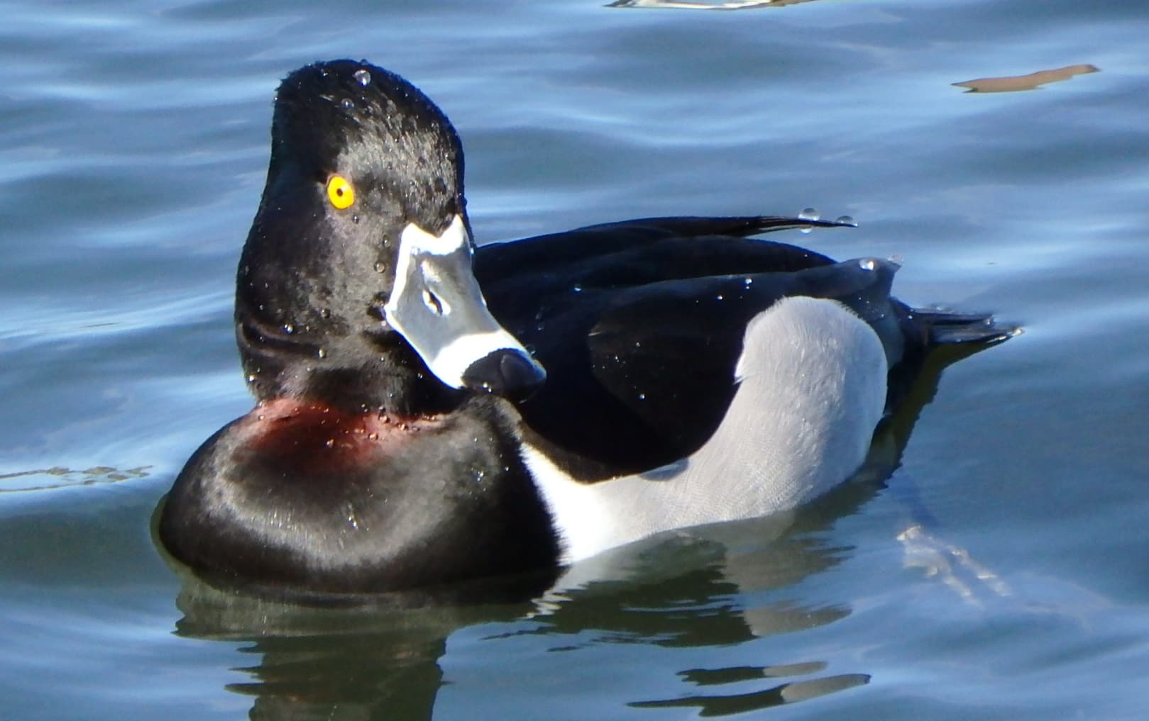 Starting picture for the Duck pack: Real photograph