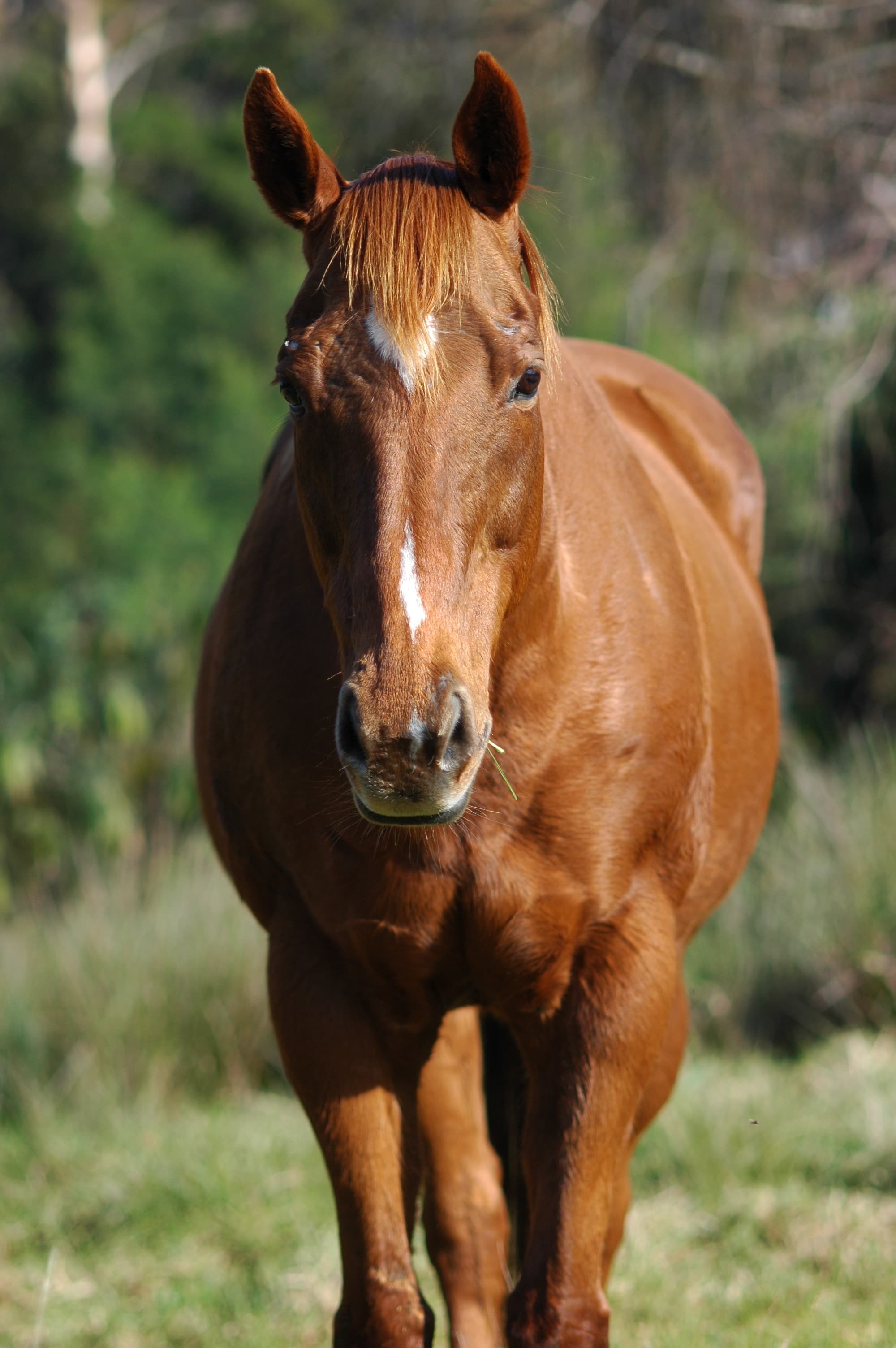 Starting picture for the Horse pack: Real photograph
