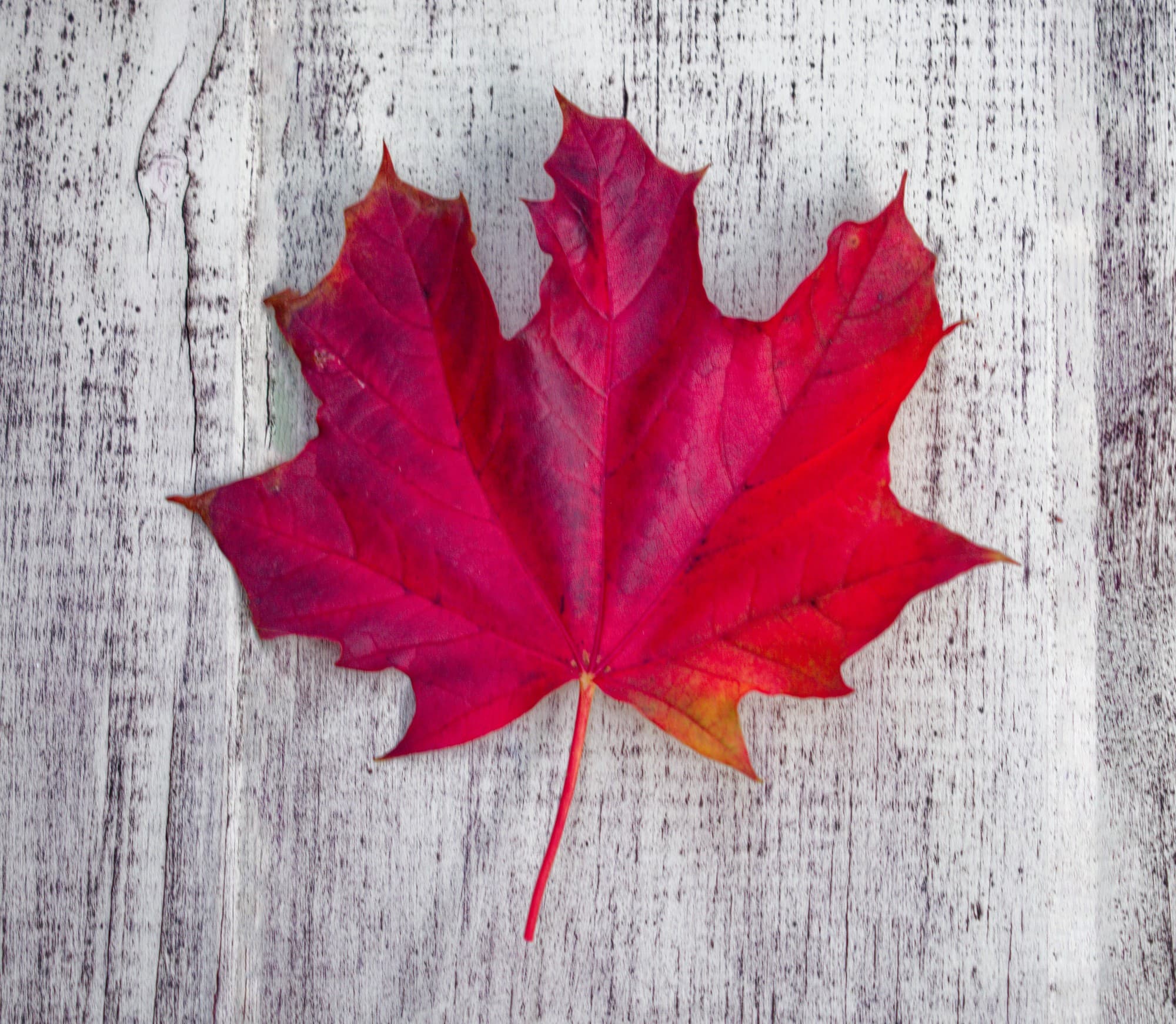 Starting picture for the Maple leaf pack: Real photograph