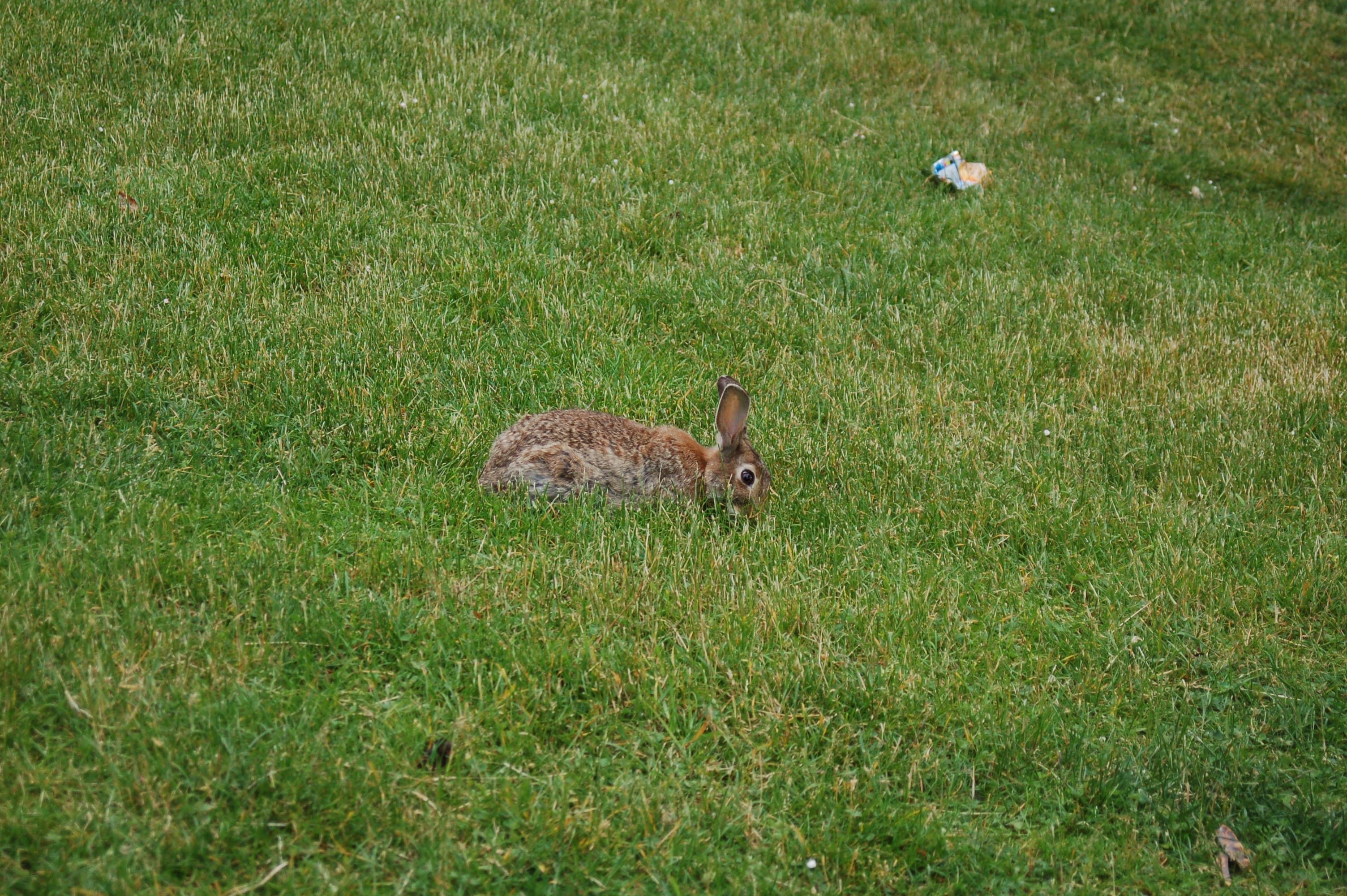 Starting picture for the Rabbit pack: Real photograph