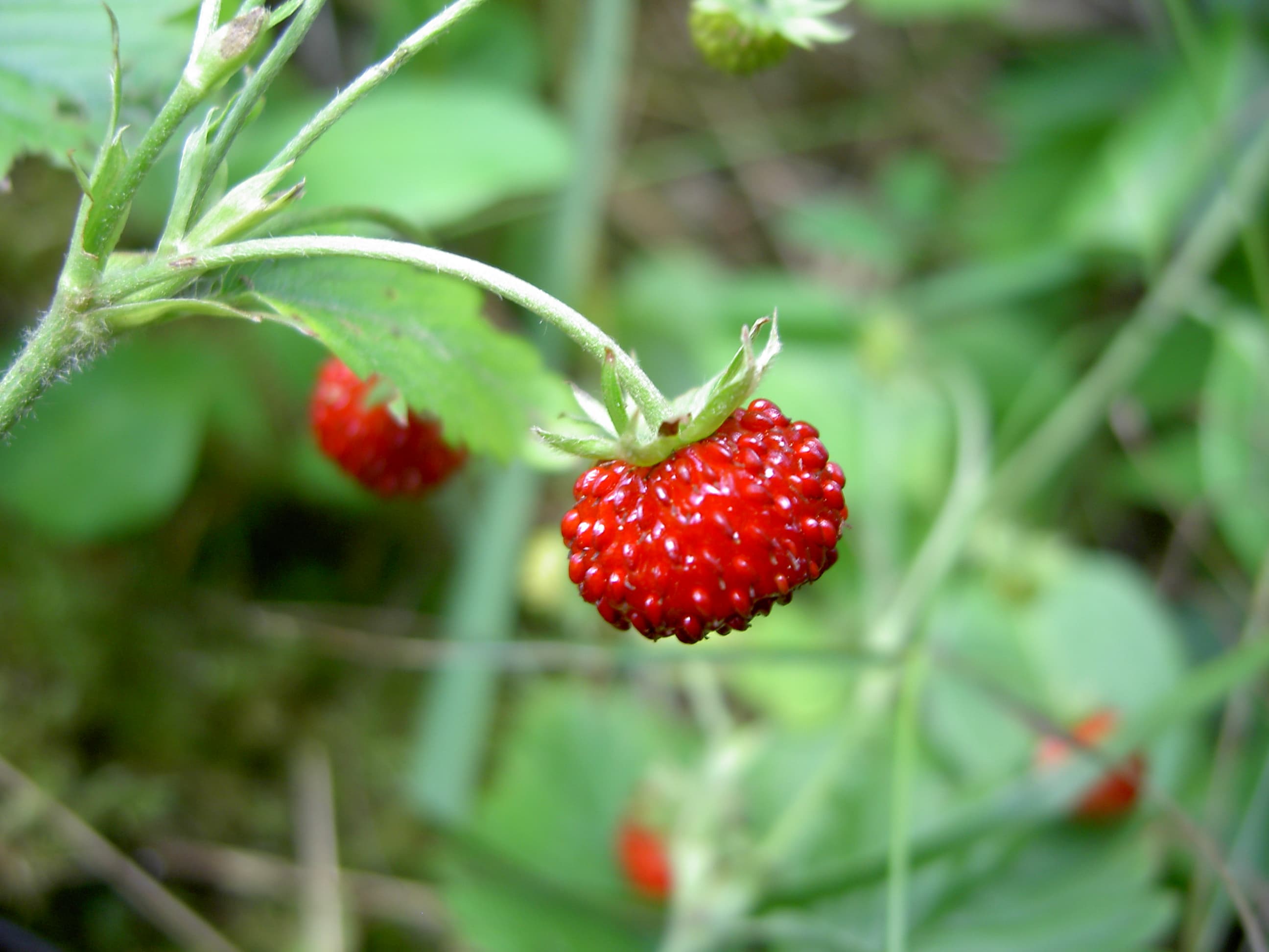 Starting picture for the Strawberry pack: Real photograph