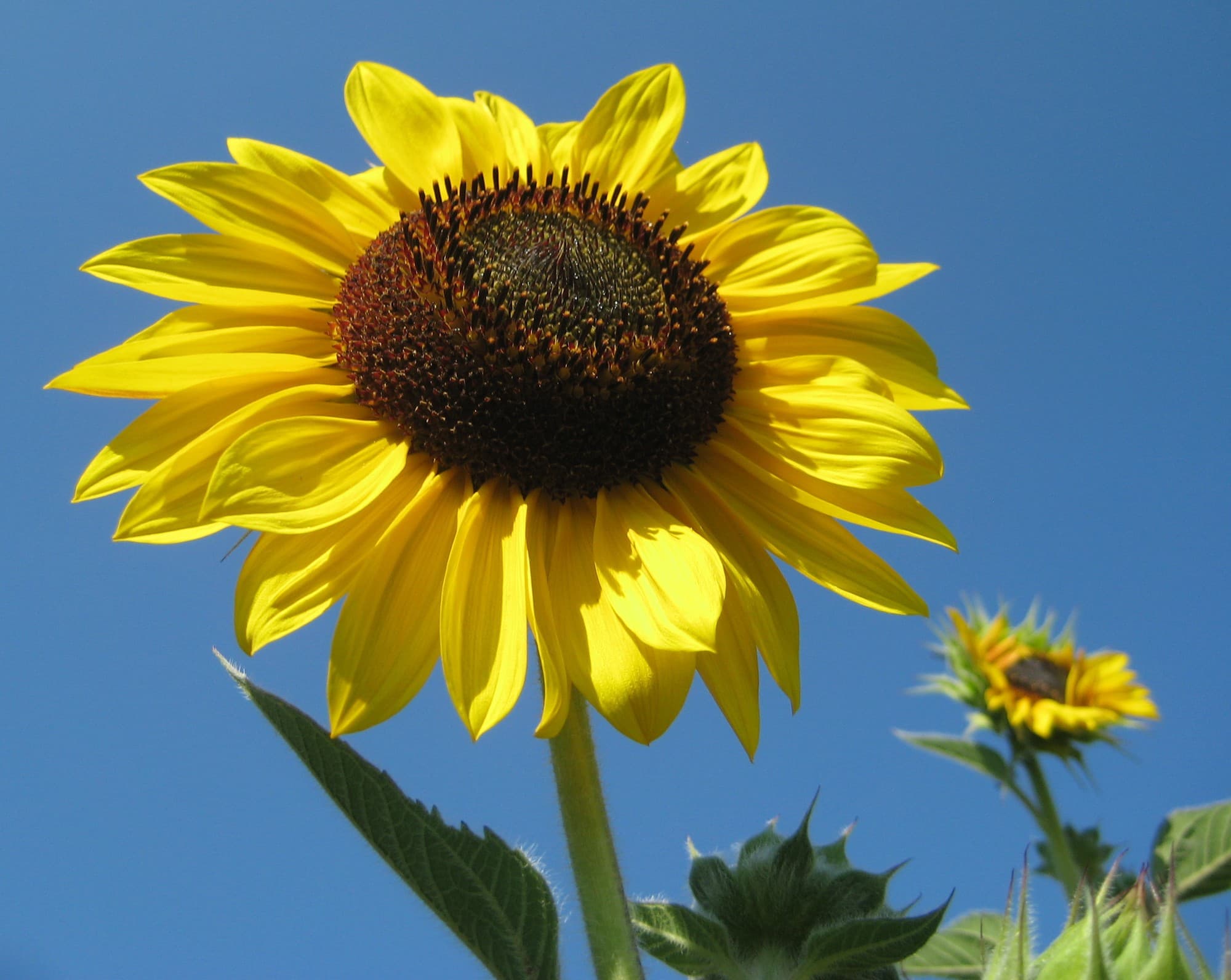 Starting picture for the Sunflower pack: Real photograph