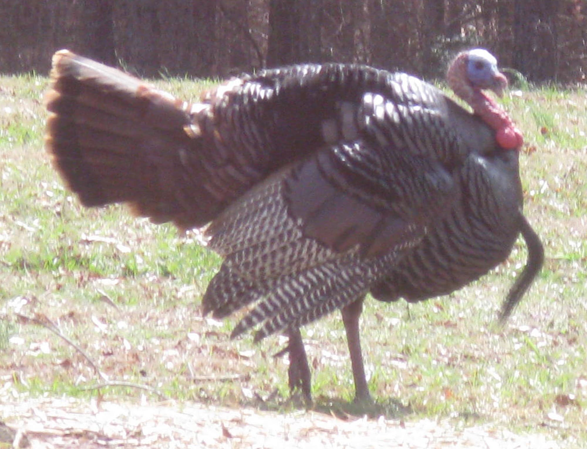 Starting picture for the Thanksgiving turkey pack: Real photograph