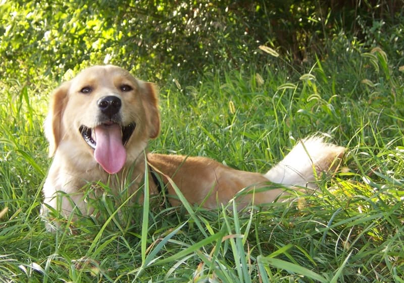 Starting picture for the Dog pack: Real photograph